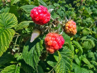 Mellowing fresh and tasty rapsberries
