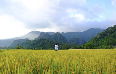 Fototapeta na wymiar A woman standing on the Paddy yellow rice, mountain background