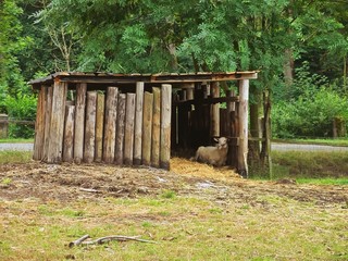 Wooden cabin for animals with laid sheep