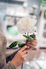Beautiful woman hands with rose. Delicate flower in the hands