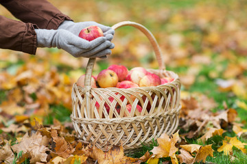 Fototapeta na wymiar woman with basket of apples at autumn garden