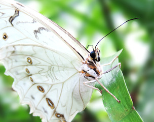 White butterfly sitting on a tropical leaf, close-up shot.