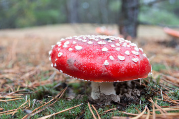 Forest mushroom amanita