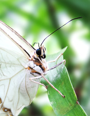 White butterfly sitting on a tropical leaf, close-up shot.