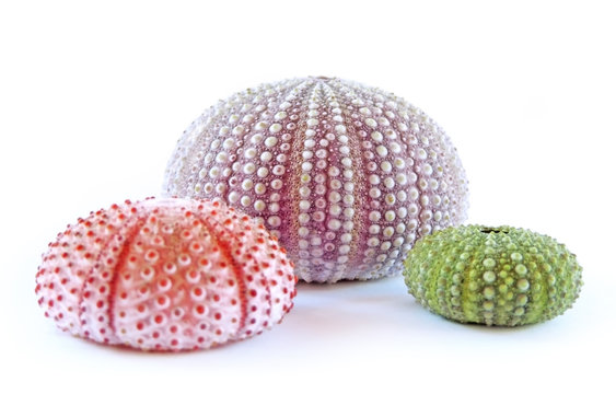 Green and pink sea urchins, isolated on white background.