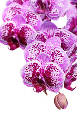 blossoming orchid flower, isolate on white background.