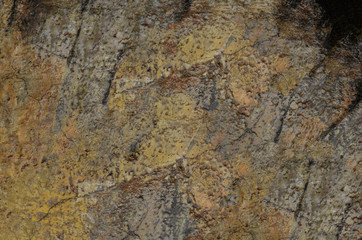 old spotty stained concrete wall texture background. green, yellow color. covered with moss