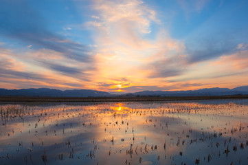 水田に映る朝焼け