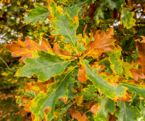 Autumn colours on leaves at Fernilee Reservoir, Goyt valley, peak district, UK