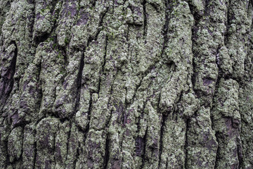 Moss on the bark of oak. Natural background.