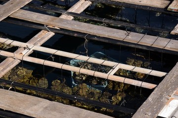 九十九島牡蠣の養殖
