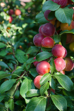 red ripe plums