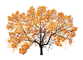 Autumn Tree Oak Isolated, Hand Drawn Vector Illustration.