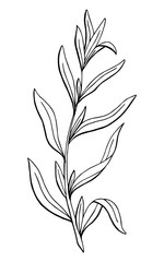 Tarragon herb graphic art black white sketch isolated illustration vector