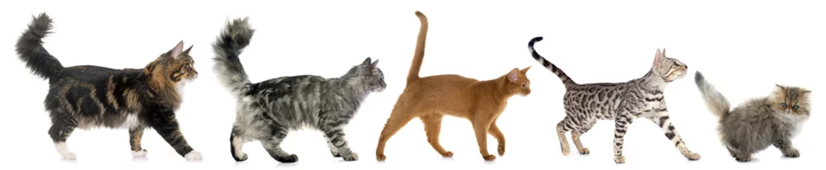 Crédence de cuisine en verre imprimé Chat cinq chats qui marchent