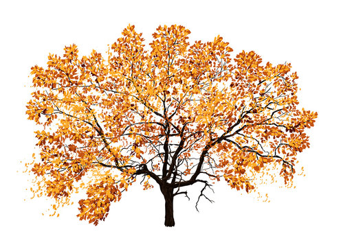 Autumn tree oak isolated on white background. Hand drawn vector illustration.