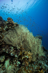 giant gorgonian seascape
