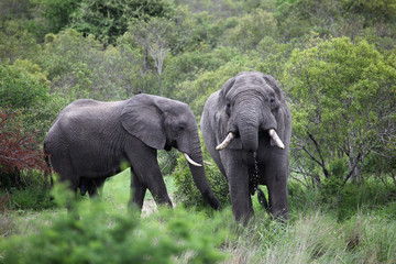 Two African elephant. Adult males with tusks in a waterhole