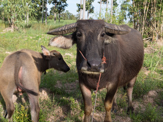 Obraz na płótnie Canvas thai buffalo for agriculture