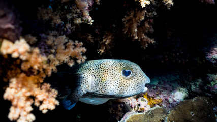 the spiny pufferfish playing hide and seek with me