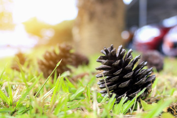 Naklejka na ściany i meble pine cones with nature background. over sunlight. [blur and select focus background]