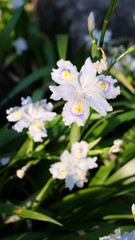 Pale white purple Iris in bloom