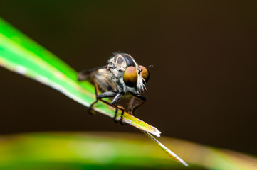 Robberfly, Asilidae (Insecta: Diptera: Asilidae) on a leaf