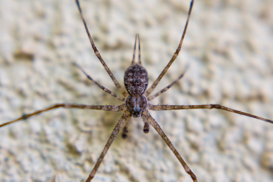 Spider macro, Sri Lanka.