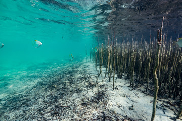 mangroves, life between earth and sea