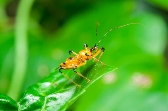 Young Assassin Bug (Rhynocoris ventralis) on a leaf