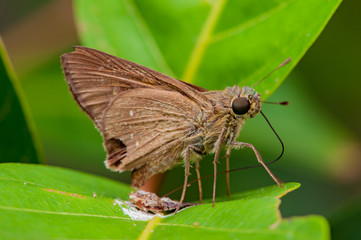 Obraz premium Brown Fiery Skipper moth (Hylephila phyleus) on a leaf