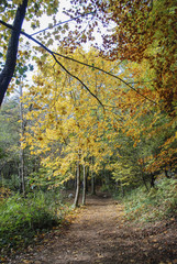 colores otoñales en el bosque