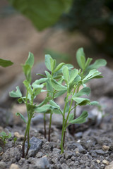 Lentils growing