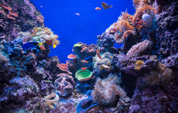 Fototapeta The underwater world is a large aquarium with fish and coral with blue background (Singapore)