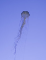 The translucent bluish jellyfish swim in the clear water (Oceanarium Singapore)
