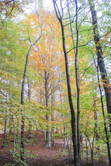 Obraz premium colores otoñales en el bosque