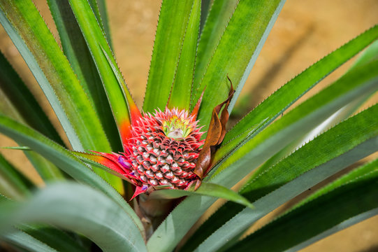 Small pineapple ripens in the middle of the long leaves (Singapore)