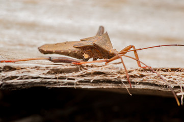 Leaf-footed Bug (Anoplocnemis sp., Coreidae) on the dead tree