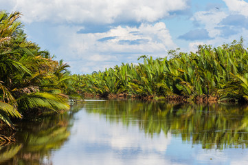 The sky with clouds is reflected in the smooth surface of a calm river between green banks (Kumai)