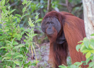 The big good-natured red orangutan is in thought near a tree (Kumai, Indonesia)