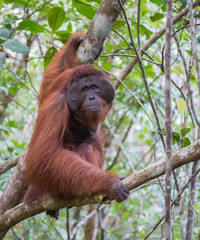 The big good-natured red orangutan sits on a branch of a tree and looks aside (Kumai, Indonesia)