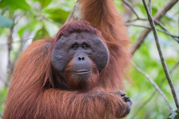 Obraz premium The big good-natured red orangutan with a wide muzzle sitting on the branches of a tree (Kumai, Indonesia)