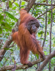 The big good-natured red orangutan standing on a tree branch (Kumai, Indonesia)