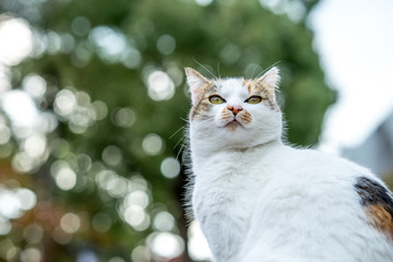 秋の野良猫