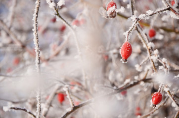 Red rosa flower in cold white winter cover