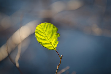 Obraz premium one lonely leaf on the three