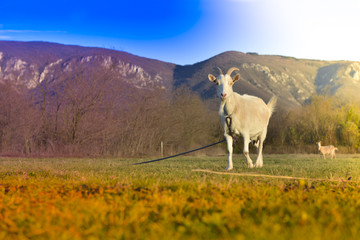 Goats grazing in beautiful countryside