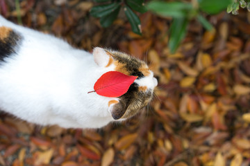 秋の野良猫