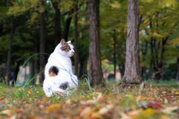 秋の野良猫