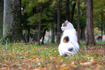 秋の野良猫